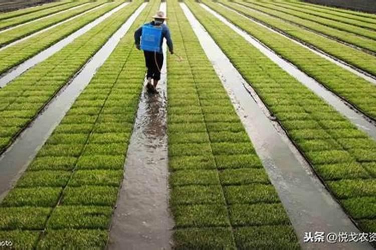 水稻用硅的最佳时间