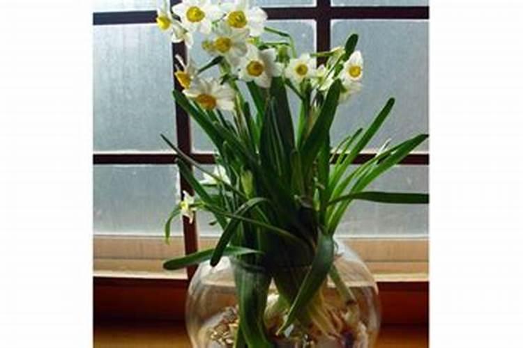水仙花养在水里需要施什么肥料？要放在阳光底下吗？