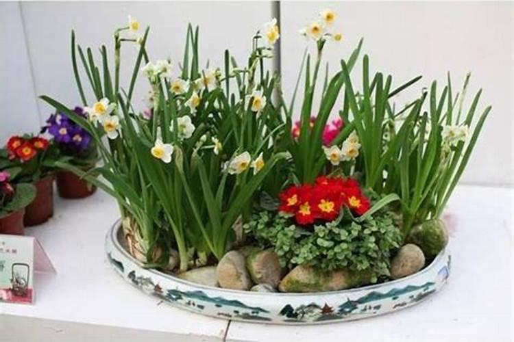 水培水仙花开花后如何养护、留种？