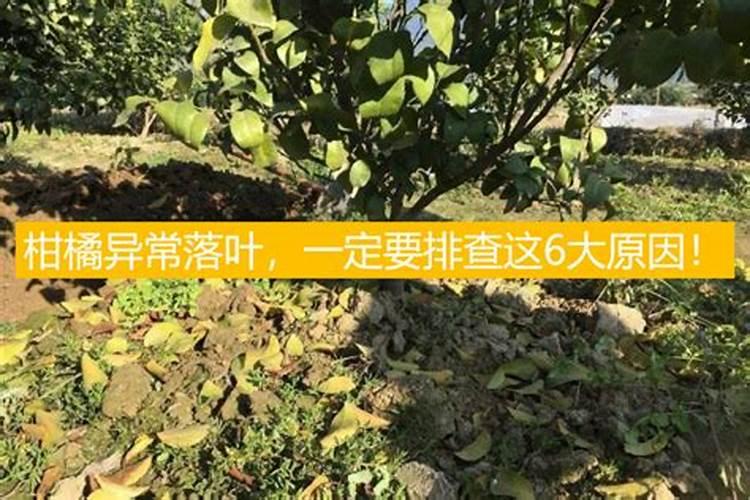 农药毒死蜱叶面喷使伤叶子吗？