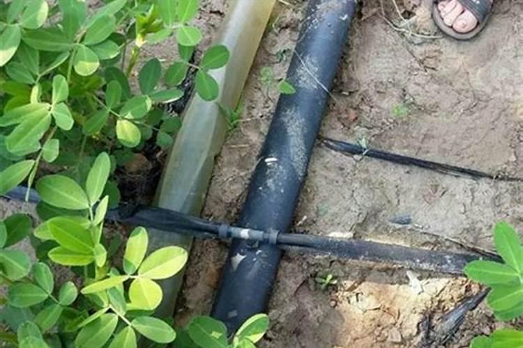 小麦干旱打叶面肥可以吗