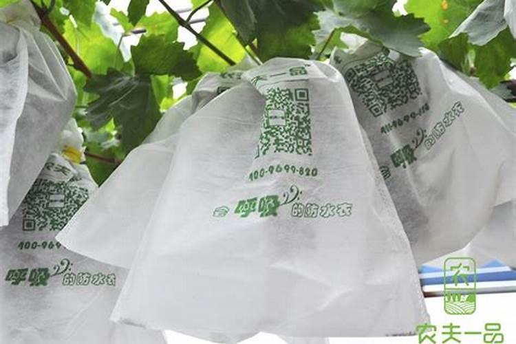 葡萄套袋后需要怎么管理？打什么药？谢谢
