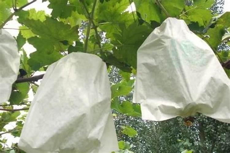 葡萄套袋后,该尤其注意哪些管理要点？