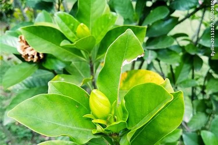 栀子花花苞发黄掉落是什么原因,该如何处理？