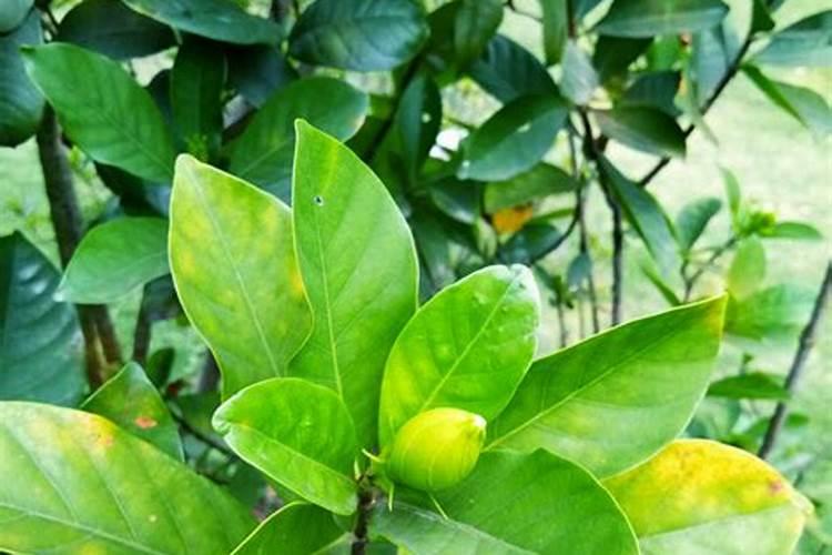 栀子花有花苞的话,应该怎么去施肥？