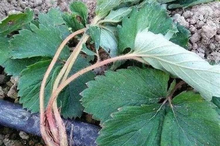 钾肥的缺乏和过量对草莓有什么危害？