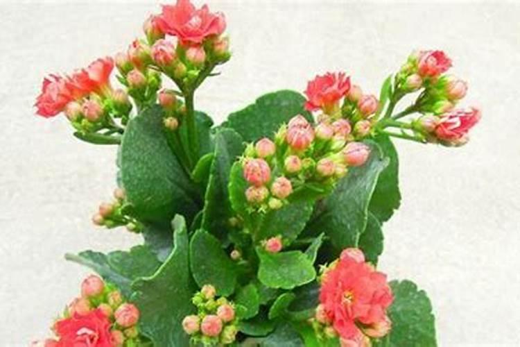 长寿花不长花苞怎么办