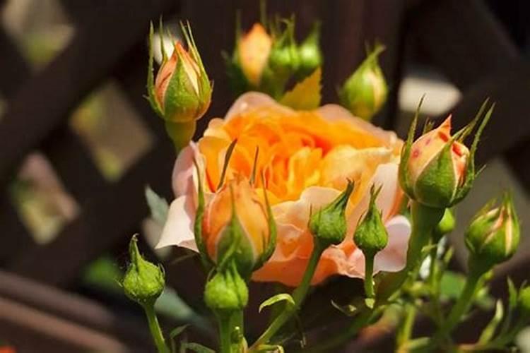 月季花如何追肥