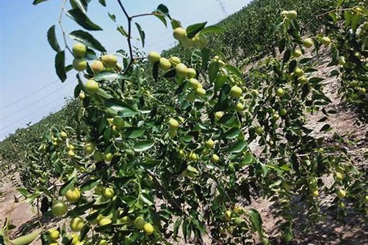 大棚冬枣啥时间施肥