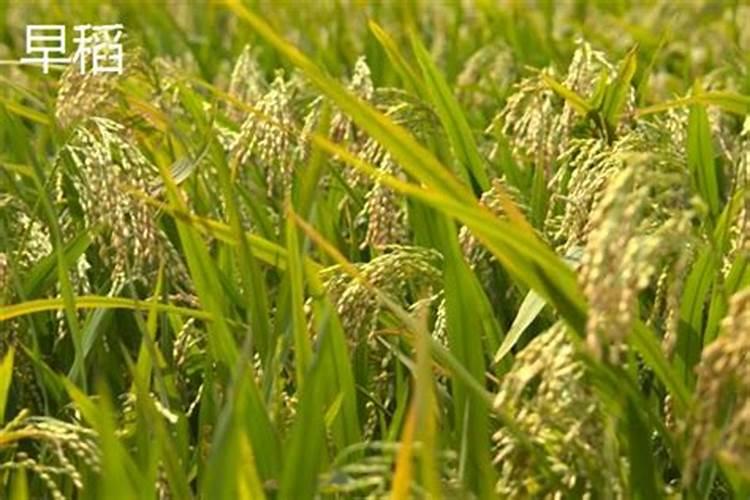 水稻施钾肥的时候,有哪些需要注意的地方？