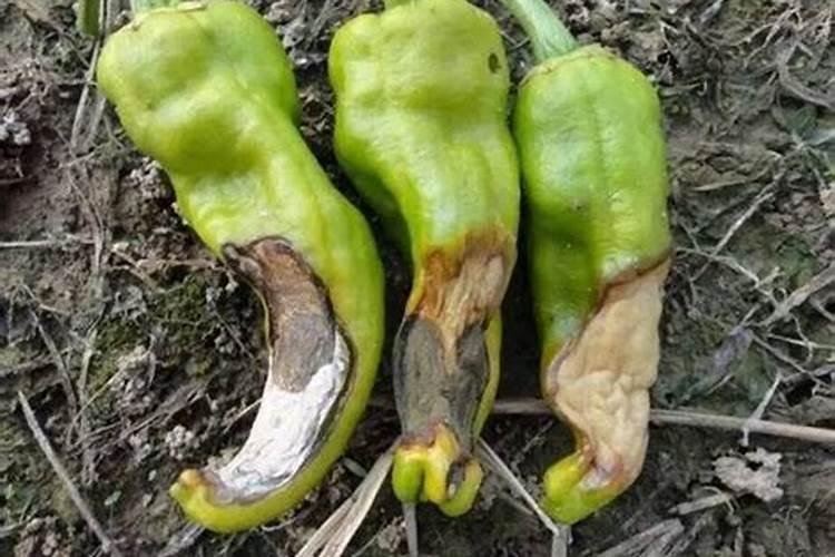 大棚蔬菜为什么容易缺钙