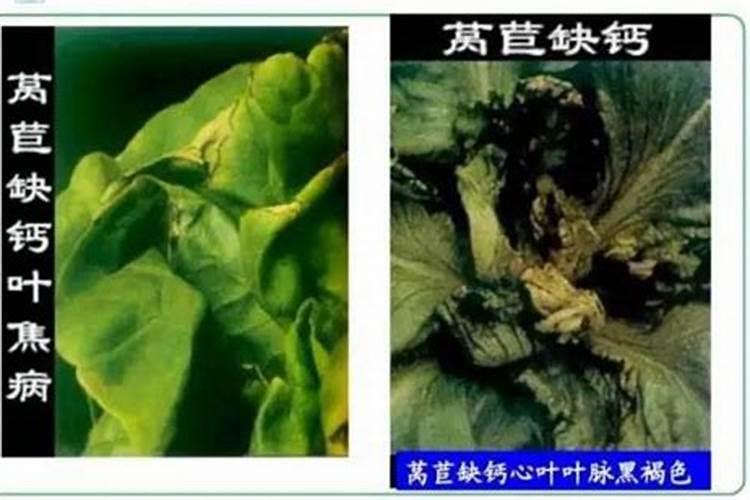 蔬菜缺钙表现,如何补充钙肥