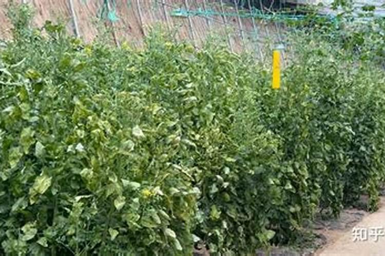 你了解钙肥吗,钙肥怎么选？什么时候用？怎么用？