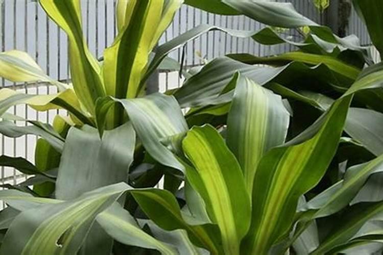 龙血树的养殖注意事项 龙血树的养殖注意事项分享