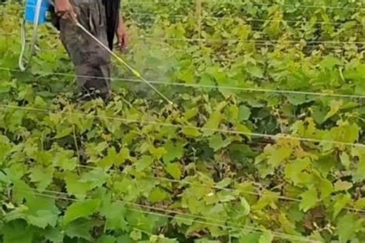 葡萄什么时候喷施叶面肥