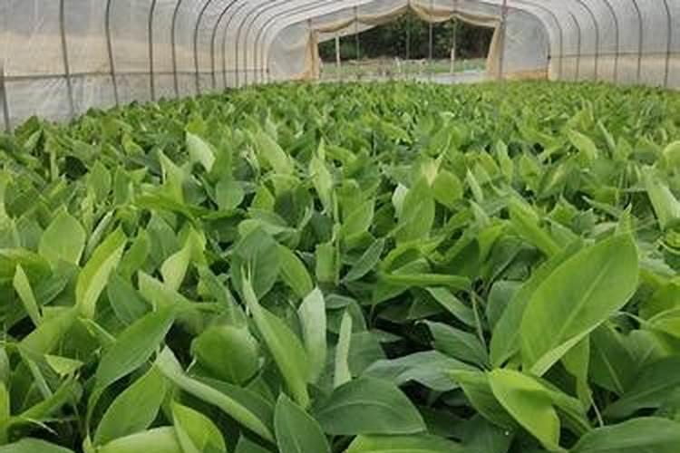 粉蕉有21叶子得黄叶病该怎么治？