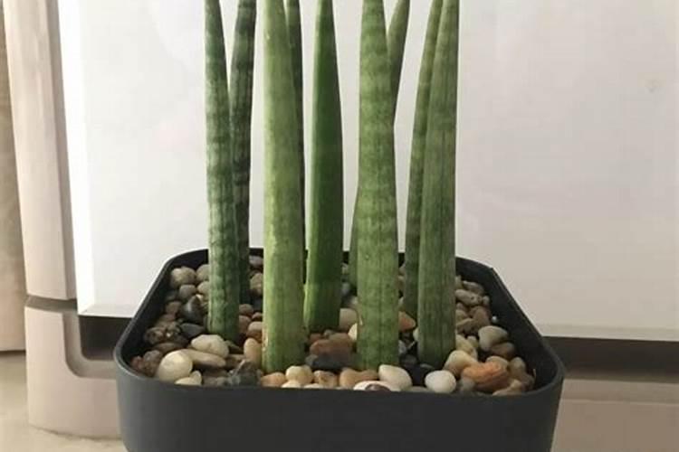 虎尾兰施什么肥