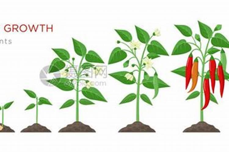 辣椒施什么肥料