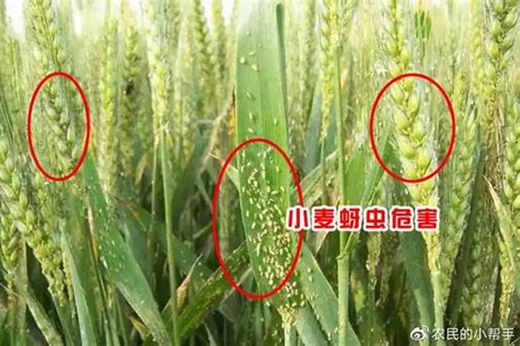 小麦追肥用什么肥料好