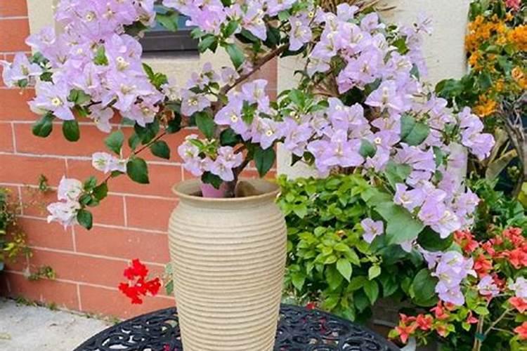 三角梅长出花苞后怎么浇水,施肥