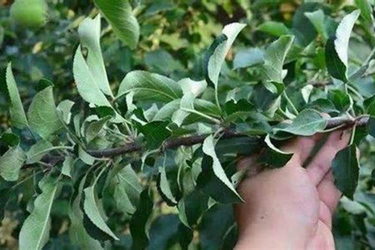 苹果树喷什么叶面肥好