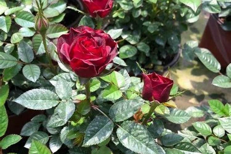 玫瑰花怎么施肥