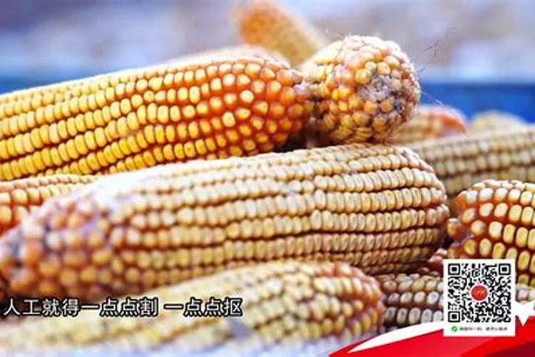 玉米的种植方法