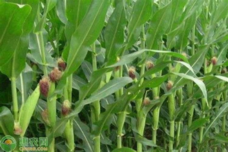 玉米施加钙肥的最佳时间 什么时候使用合适