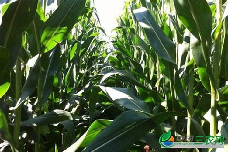 农作物不重视补钙容易出现哪些生理病害？如何提前防范？