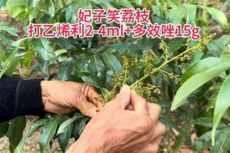 荔枝进入可售卖阶段,脱果落果严重得很,该怎么处理呢？