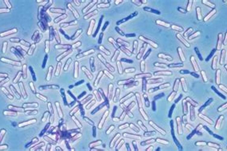 大棚草莓如何进行土肥水管理？