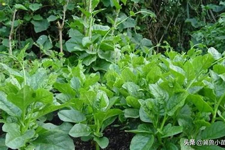 种木耳菜用什么土比较好