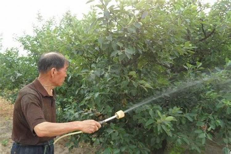 果树叶面肥配方大全