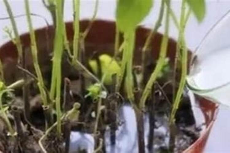 营养液的正确使用方法浇花