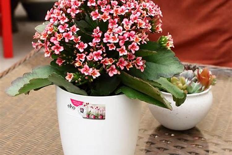 绿萝用什么肥料最好