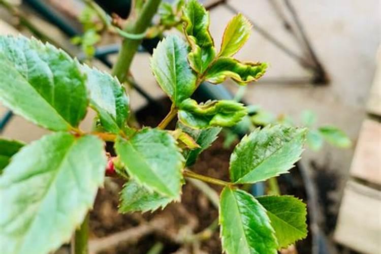 冬天月季花可以施肥吗(盆栽月季花冬季该施什么肥)