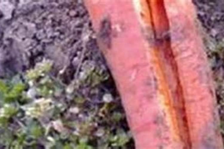 萝卜根腐病怎么防治？