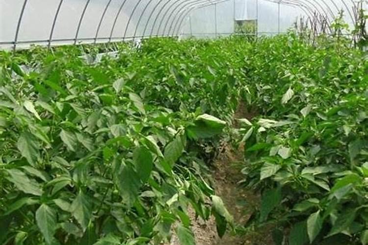 氮肥过多的补救方法