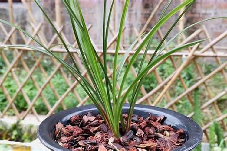 施什么水溶肥能使兰叶宽厚