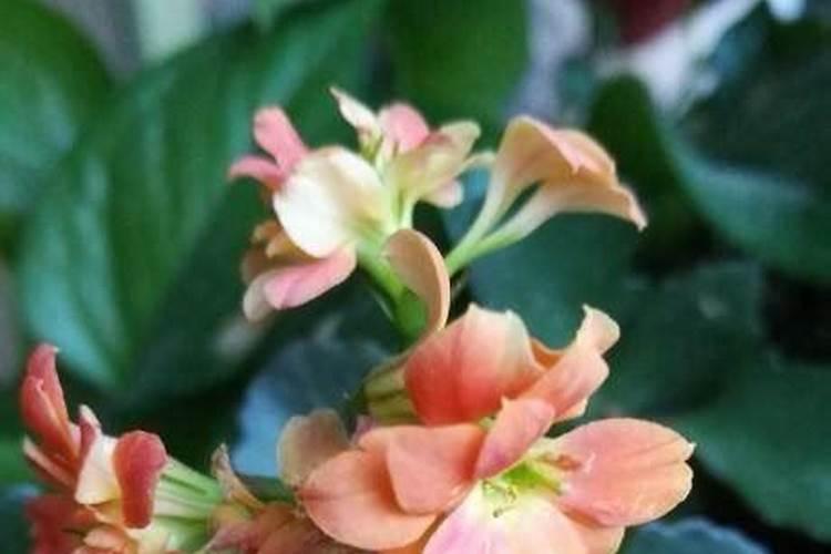 一盆花放几粒复合肥