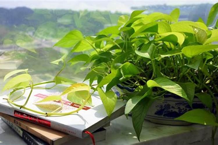 绿萝用什么肥料好