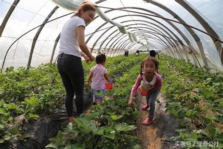 在种植过程中 草莓需要补钙么 草莓缺钙怎么办用什么补钙最好