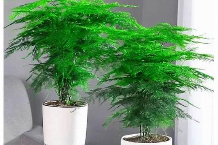 文竹夏天能施肥吗