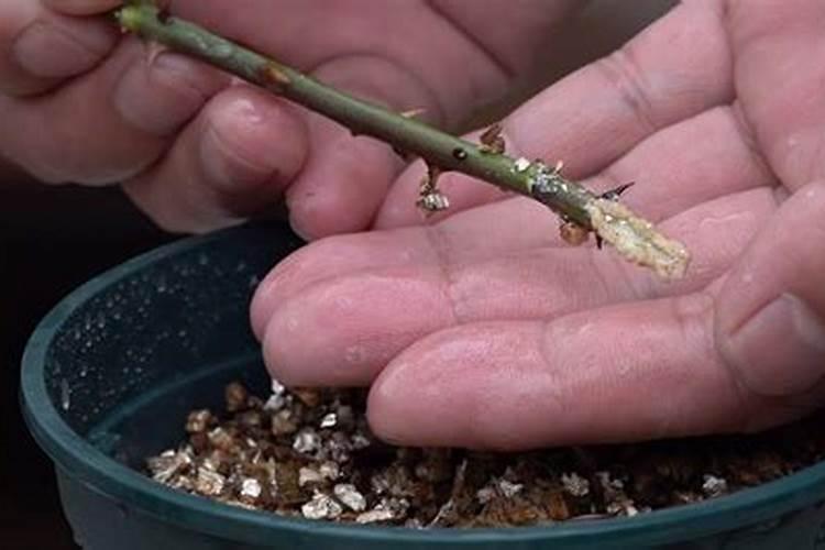 黄瓜生根最好的肥料