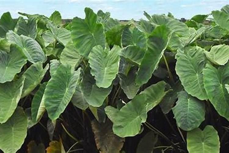 硫酸钾复合肥可以做芋头的肥料吗