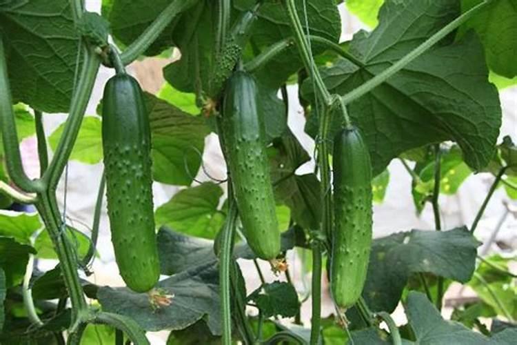 黄瓜膨大剂什么时候可以打？黄瓜打什么叶面肥长的快？