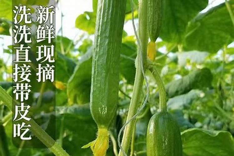 黄瓜用什么肥料长势好？黄瓜专用叶面肥什么时候用好？