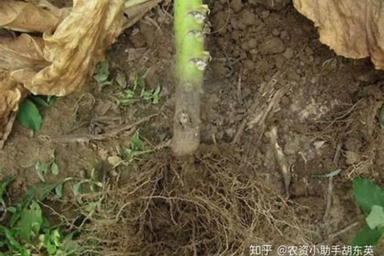 草木灰对农作物的作用