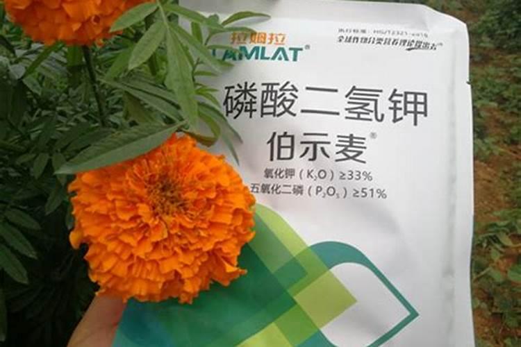 万寿菊怎么种植