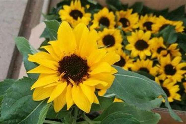 太阳花可以在小苗的时候就用氮肥吗